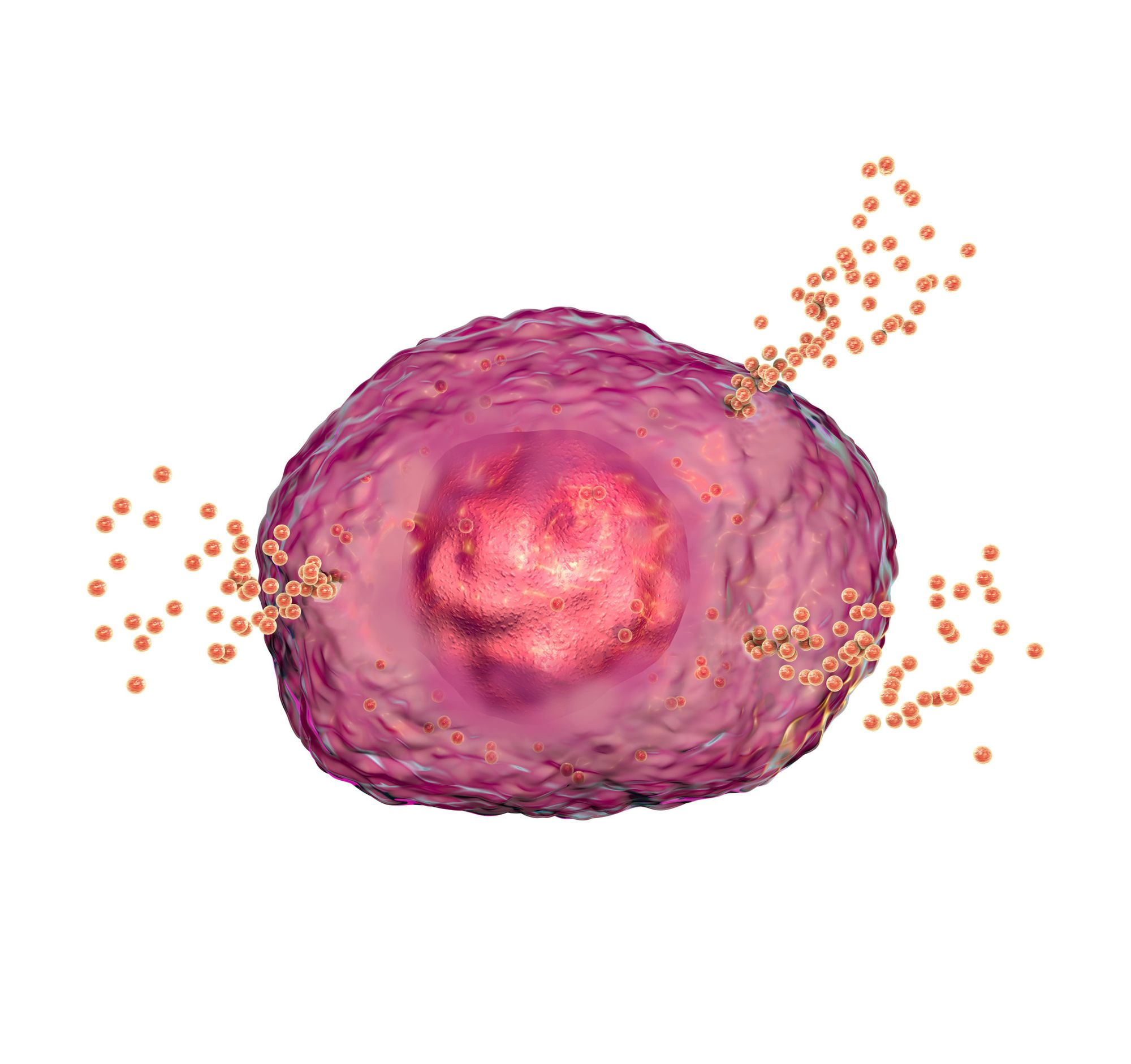 A scientific drawing of a mast cell degenerating
